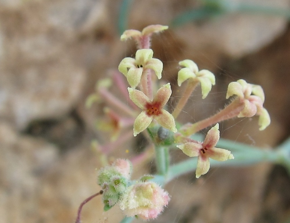 Asperula crassifolia / Stellina di Capri